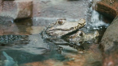 两条灰短吻鳄在水体上的选择性聚焦照片